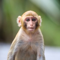 The Oregon Regional Primate Research Center became an OHSU research unit