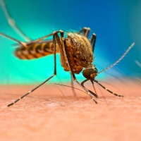 WHO announced position on genetically modified mosquitoes