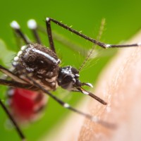 Maryland Department of Health announced positive case of locally acquired malaria