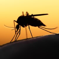 Texas A&M scientists disable protective gene In mosquitoes