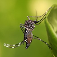 Yellow fever epidemic raged along the Mississippi River Valley