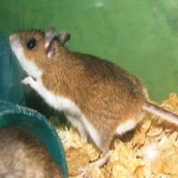 The CDC responded to a Hantavirus outbreak in the southwestern U.S.