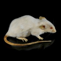 The Harvard Mouse, created by molecular geneticists, becomes the first mammal patented in the U.S.