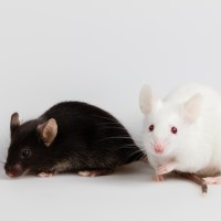 NIH-Moderna investigational COVID-19 vaccine showed promise in mouse studies