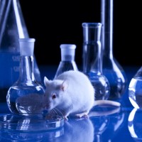 University of Washington scientists created first “transgenic mouse”