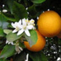 Introduction of budwood of the navel orange from Bahia, Brazil to the US