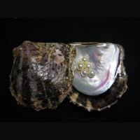 The Pearl Oyster genome was sequenced