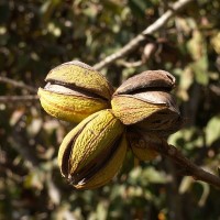 USDA completed laboratory modernization to advance pecan breeding and research