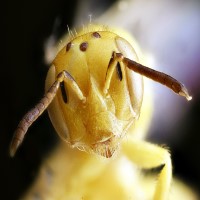 USDA, university researchers develop near chromosome-level genome for the Mojave Poppy bee