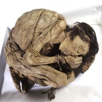 DNA of tuberculosis was isolated from a 1,000 Peruvian mummy