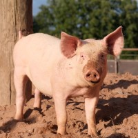 H3N2 viruses were first identified in swine