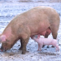 The genome of a pig was sequenced by an international consortium