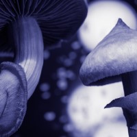 Results from single-dose psilocybin randomized clinical trial treatment for major depressive disorder published in JAMA