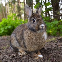 Deadly rabbit virus spread in the US