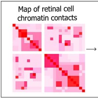 3D map revealed DNA organization within human retina cells