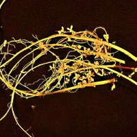 A German company, Hochst am Main, began selling Nitragin, the first commercially cultured Rhizobia isolated from root nodules