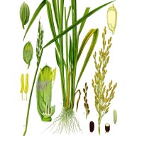 The International Rice Research Institute started the Green Revolution with new strains of rice