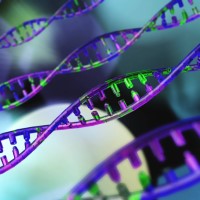 Stanford Medicine researchers discovered RNA priming of DNA synthesis