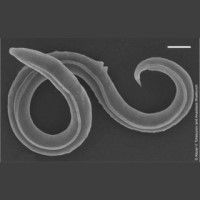 Genome analysis of revived 46,000-year-old roundworm from Siberian permafrost revealed a novel species