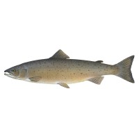 AquaBounty sold out first commercial harvest of genetically engineered Atlantic Salmon from its Indiana farm