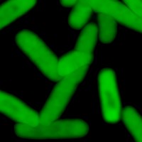 Scripps Research Institute Scientists created first living organism that transmits added letters in DNA ‘alphabet’