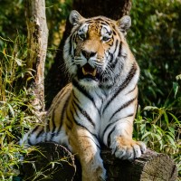 Siberian tiger genome sequenced