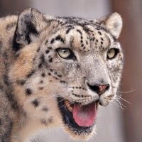 Lincoln Children’s Zoo announced the deaths of three snow leopards due to COVID-19