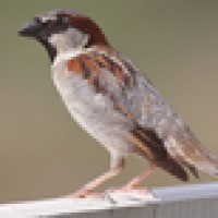 The US imported sparrows from Germany as defense against caterpillars