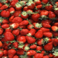 Advanced Genetic Sciences announced Frostban bacteria successfully protected strawberries from below-freezing temperatures