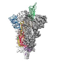 Telesis Bio Releases New Synthetic SARS-CoV-2 Genome for COVID-19 Vaccine and Therapeutic Research