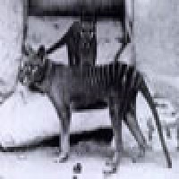 Allan Wilson and Svante Pabo analyzed DNA of the now-extinct Tasmanian tiger