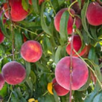 The USDA announced the release of Three Joy peaches