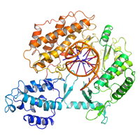 Telomerase discovered by graduate students