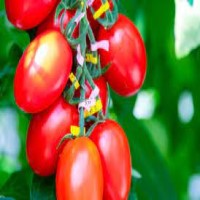 GABA-enriched tomato first CRISPR-edited food to enter market launched in Japan