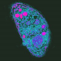 Discovery that treatment with human recombinant interferon gamma blocks the growth of T. gondii published