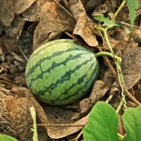 Genome of 6,000-year-old wild watermelon sequenced