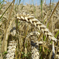 USDA scientists and cooperators sequence wheat genome