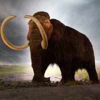 Million-year-old mammoth genomes shattered record for oldest ancient DNA