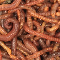 Oldest relative of ragworms and earthworms discovered