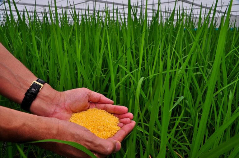 Golden Rice Approved by U.S. FDA