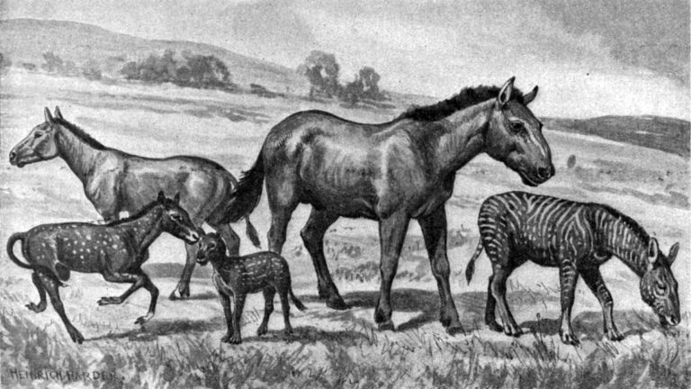 Genome study shows how horses galloped into human history