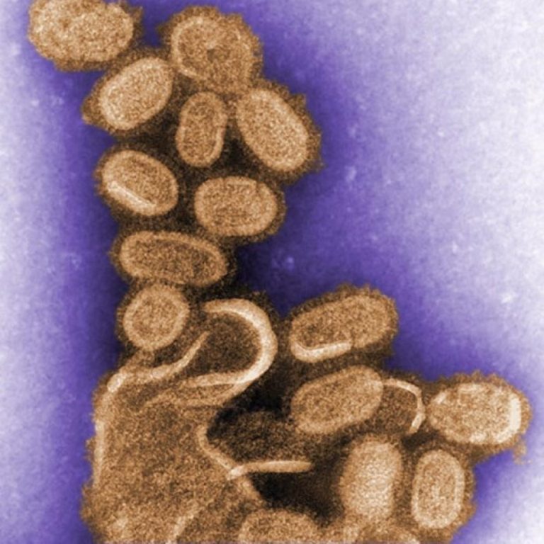 New antibodies target ‘Dark Side’ of influenza virus protein