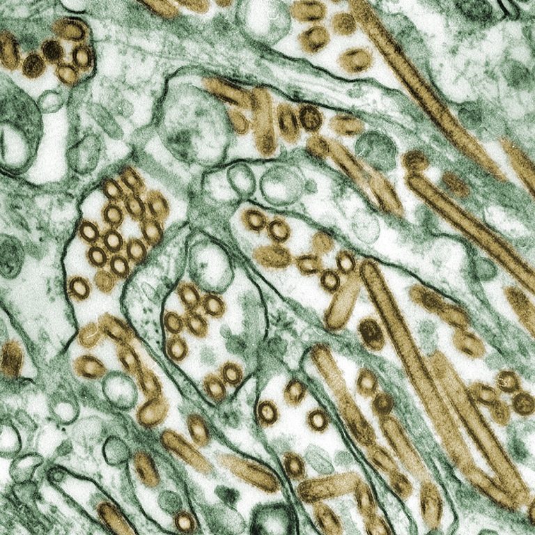 World Health Organization confirmed case of human infection with avian influenza A(H5N1) virus in Australia