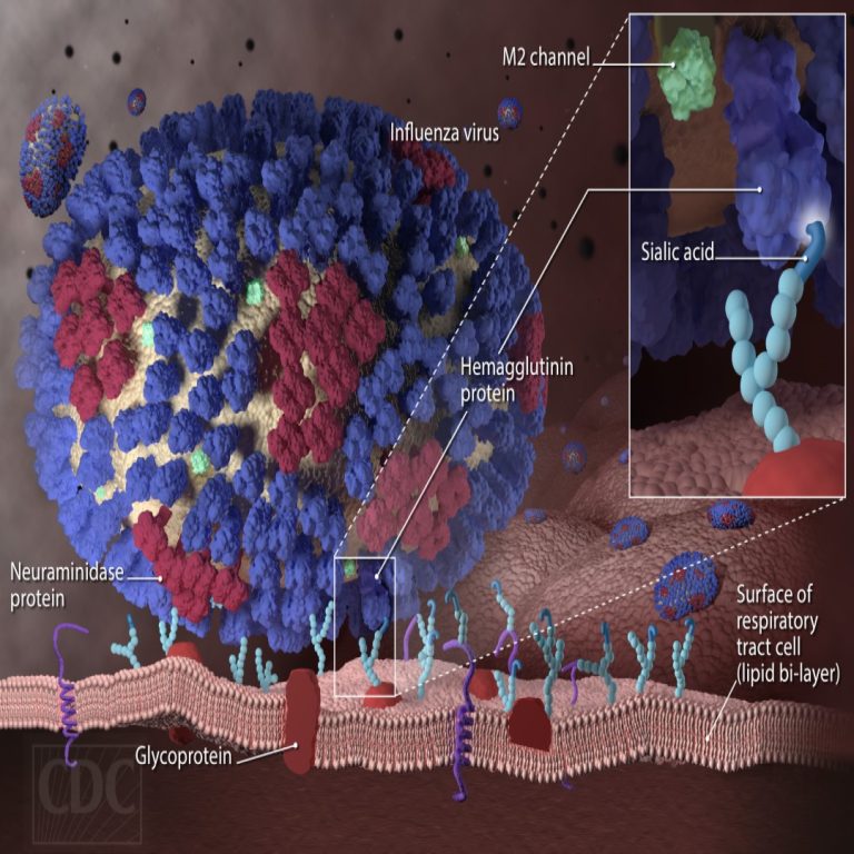 The NIH awarded up to $130 million over seven years for UGA to develop universal flu vaccine