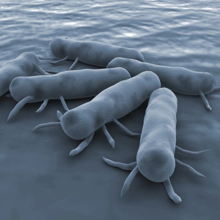 The CDC responded to a multi-state outbreak of drug-resistant salmonella infections