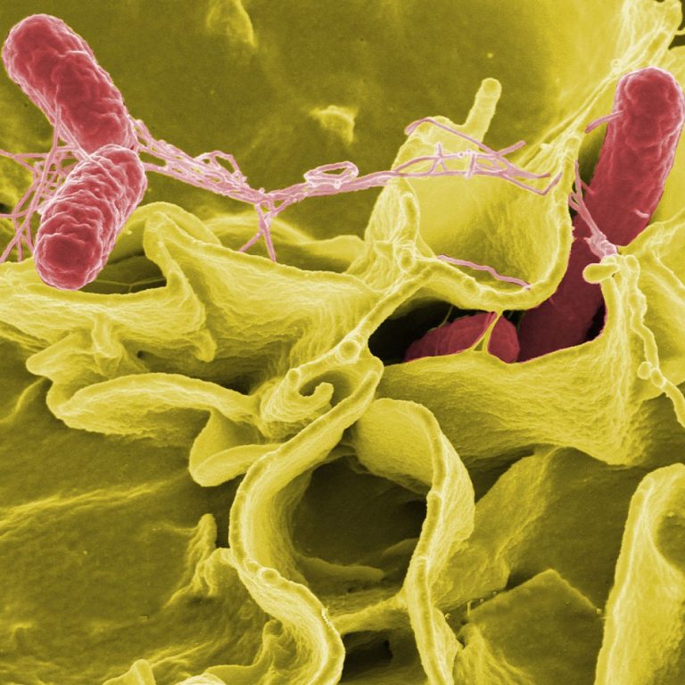 NIAID scientists found that Salmonella use intestinal epithelial cells to colonize the gut