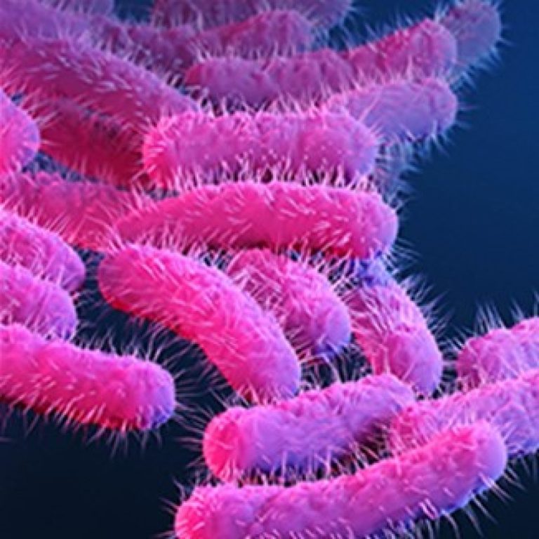 Genomic sequencing illuminated Shigella outbreaks in California