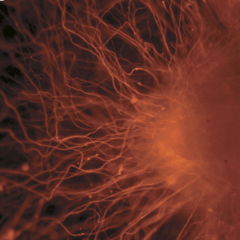 OHSU announced creation of new embryonic stem cell and gene therapy center