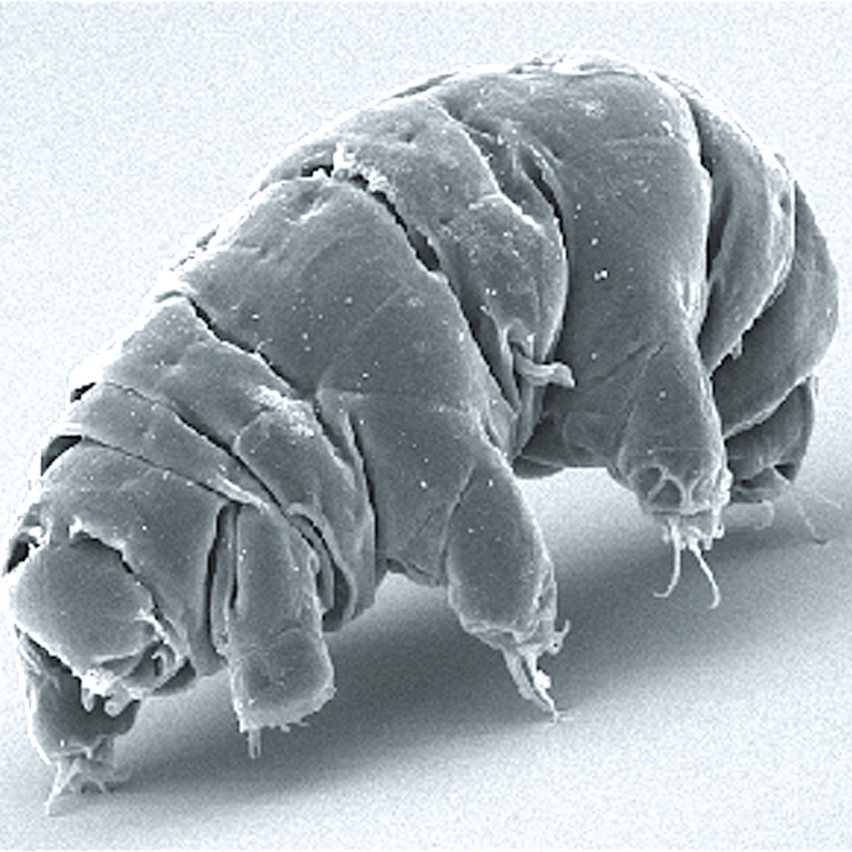 The Tardigrade Genome was Sequenced, world first