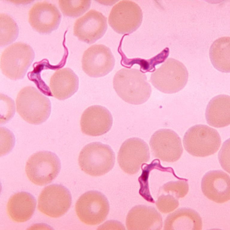 Scientists decoded genome of Chagas disease